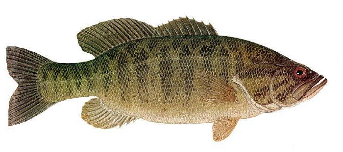 small mouth bass